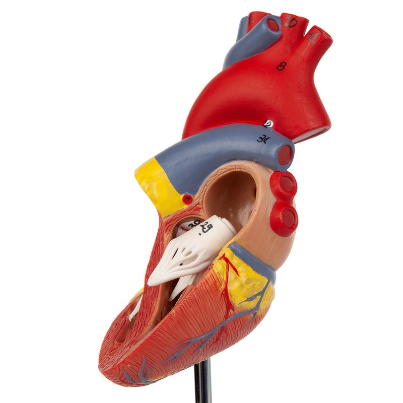 Axis Scientific Life-Size Human Heart Model, 2-Part Magnetic Design with 34 Clearly Labeled Internal Structures, Mounted on Base, Includes Anatomy Study Manual for Medical and Educational Use - Image 5
